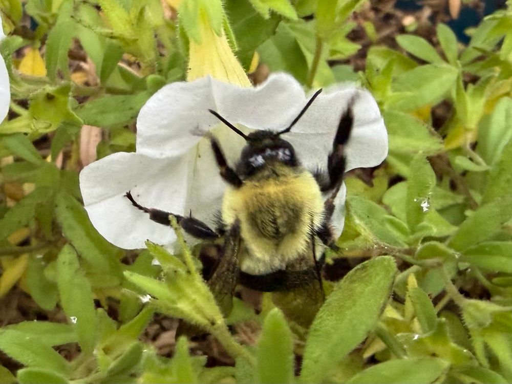 Close up of bee on white flower 