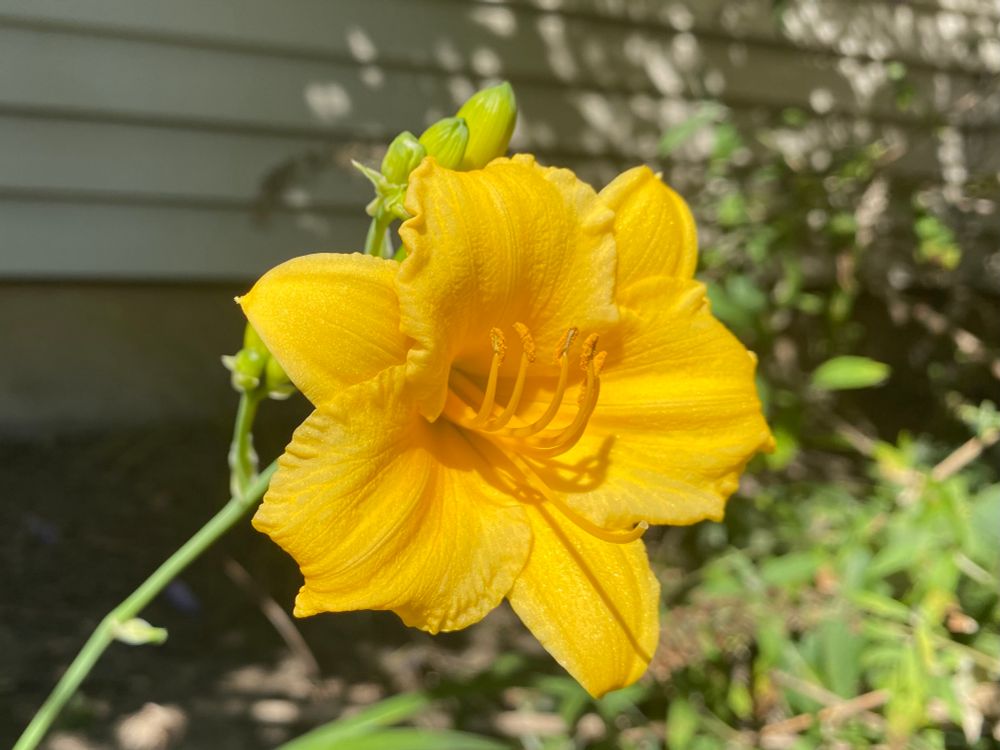 Close pic of yellow daylily flower 