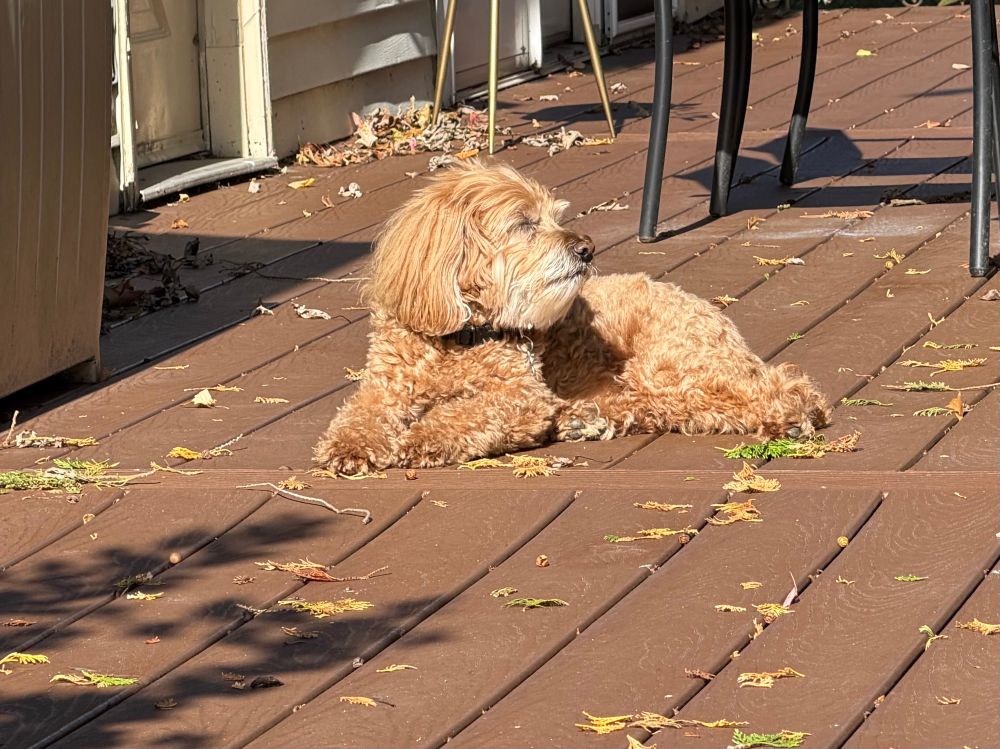 Mini labradoodle dog soaking up the sun on a backyard deck. 