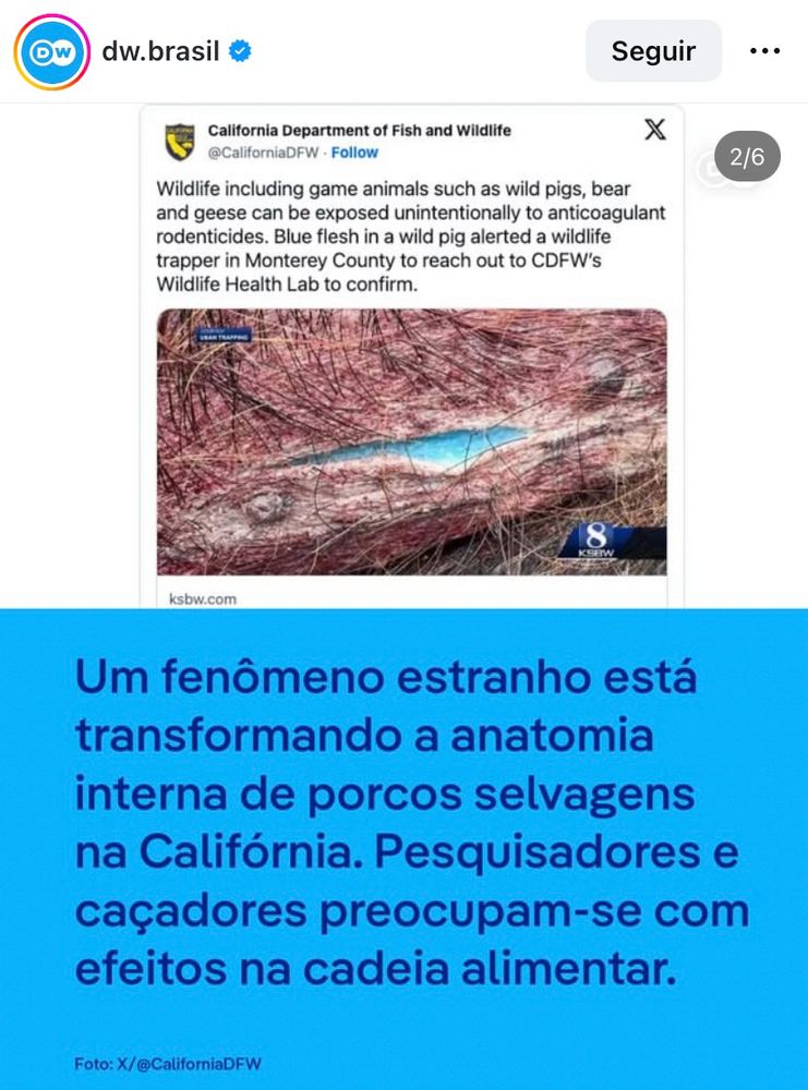 Matéria no instagram da deutchwelle br falando que porcos selvagens na califórnia estão ficando com a carne azul neon por conta de estarem expostos a um longo período a um veneno para ratos. A foto mostra um corte em uma pele de um desses javaporcos com a carne azul exposta.