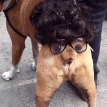 a dog is wearing glasses and a wig on its head