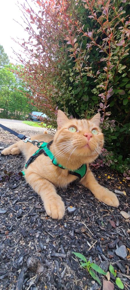 Orange cat with green eyes in a green harness laying next to a bush that I can't identify. His name is Rump.