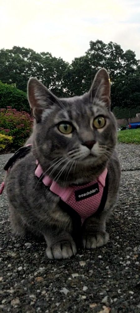 Grey striped Manx cat jn a pink harness. She's adorable and her name is Bean, because her tail (unseen here) is about 2 inches long.