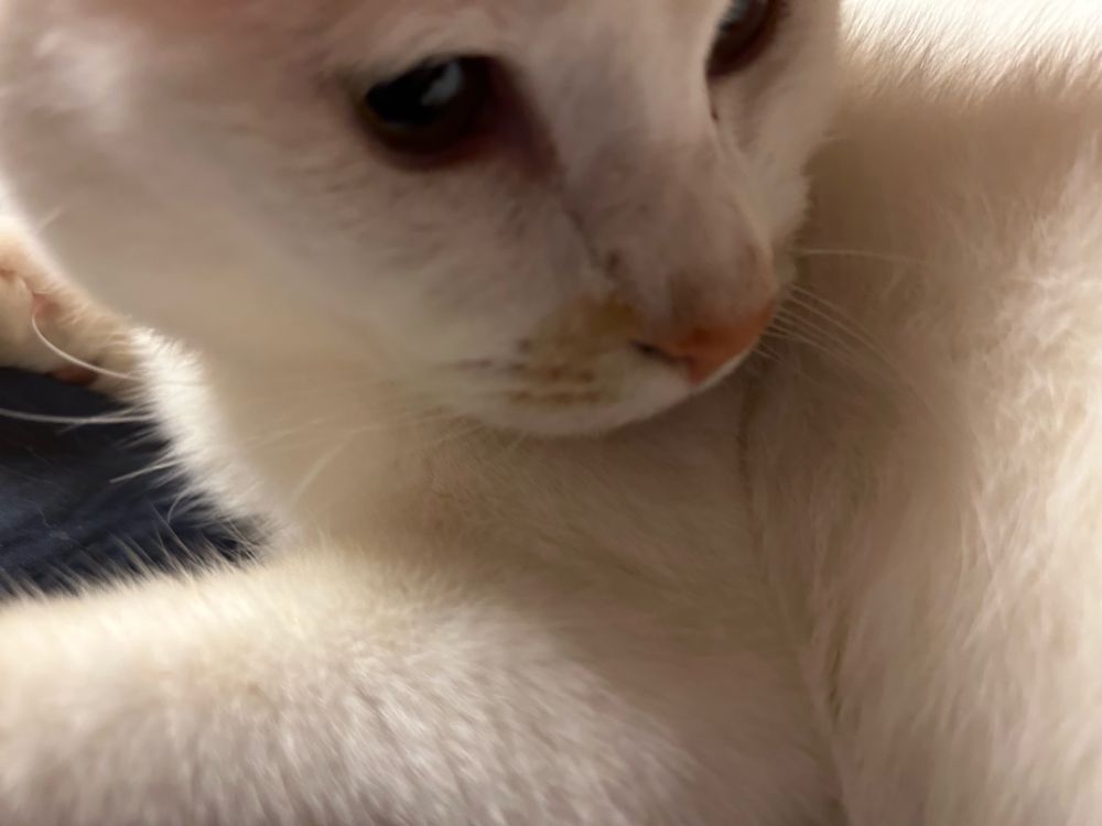 うちの猫ちゃん