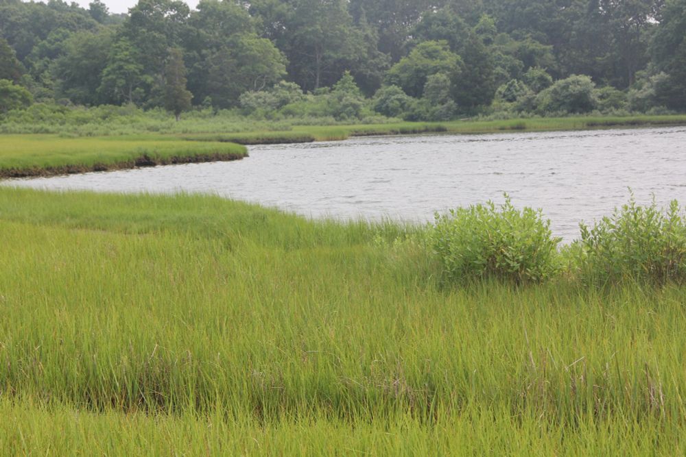 Salt marsh at Bluff Point State Park with woodlands in the background.