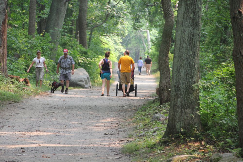 People walking with dogs and a stroller on trail at Bluff Point State Park in Groton.