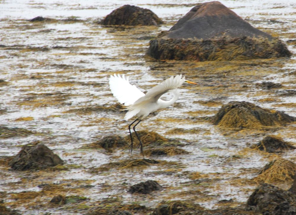 Egret landing on a rock in Long Island Sound.