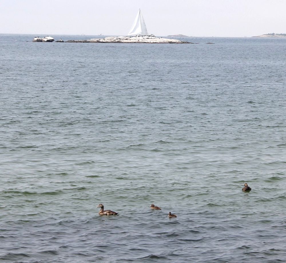 Eider mom and chicks paddling in Long Island Sound with a sailboat in the background