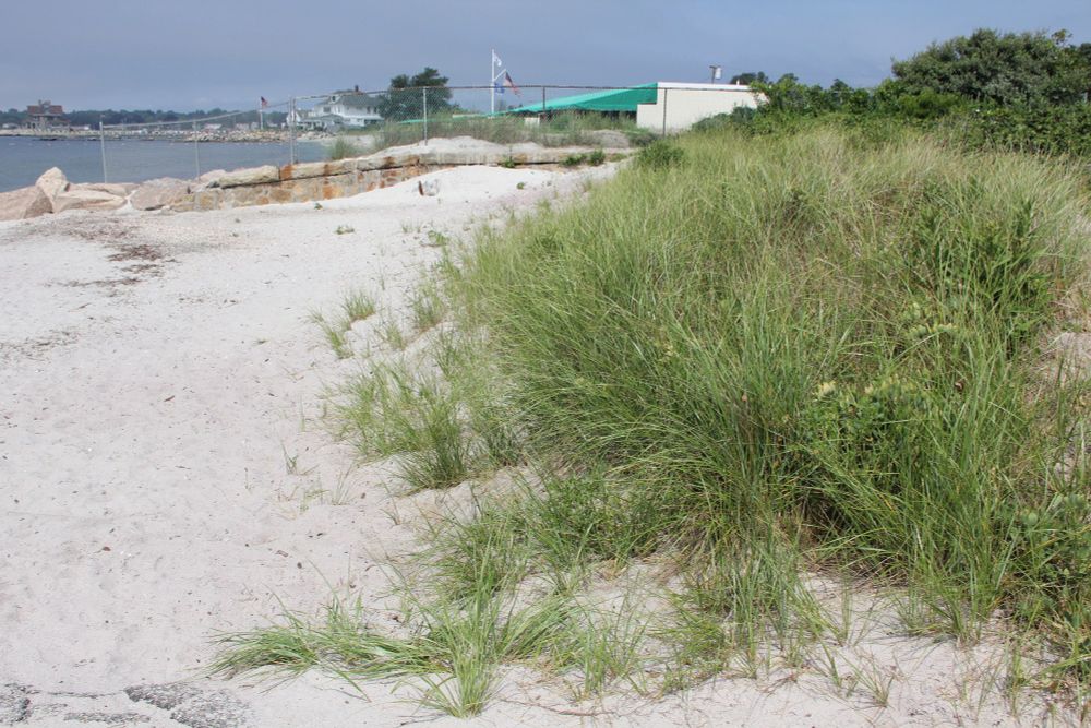 Sandy beach with grassy dune