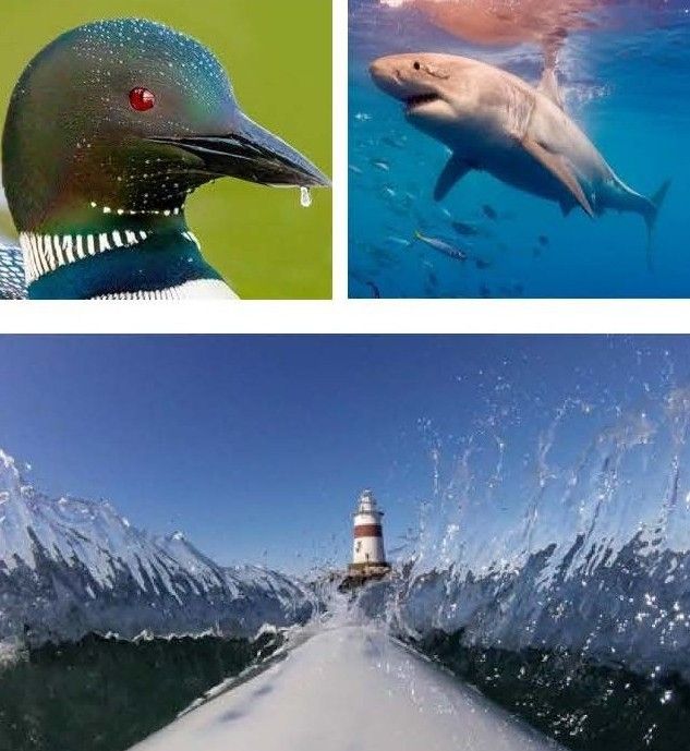Images of North American loon, shark and water splashing over bow of kayak with view of lighthouse, all from upcoming gallery exhibits