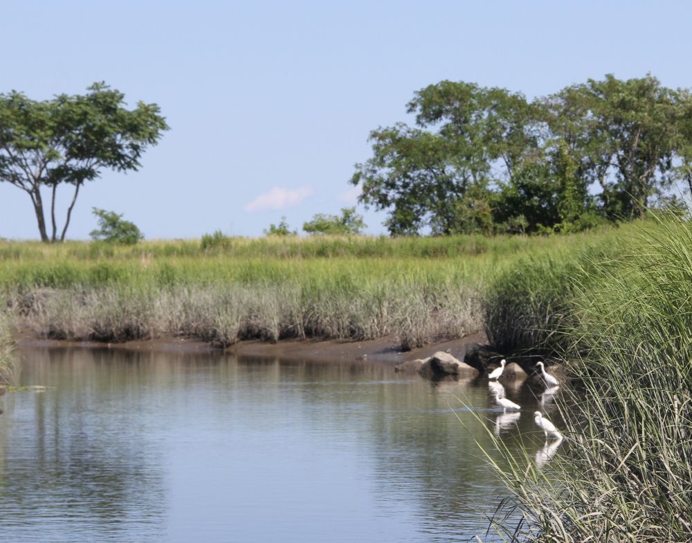 Snowy egrets wading in a creek at the Sandy Point Bird Sanctuary in West Haven.
