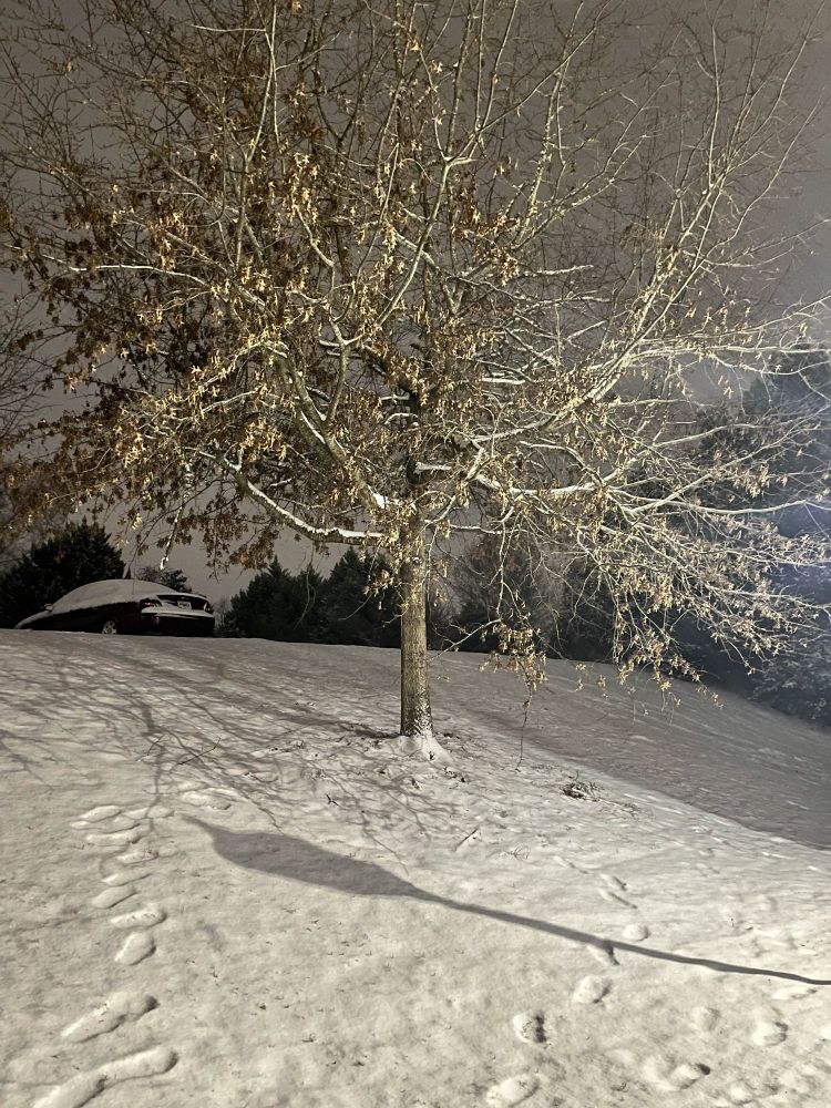 Picture of a tree in the middle of snow.