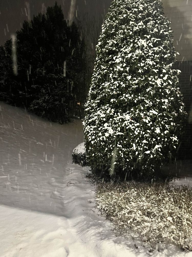 Picture of a snowy shrub.