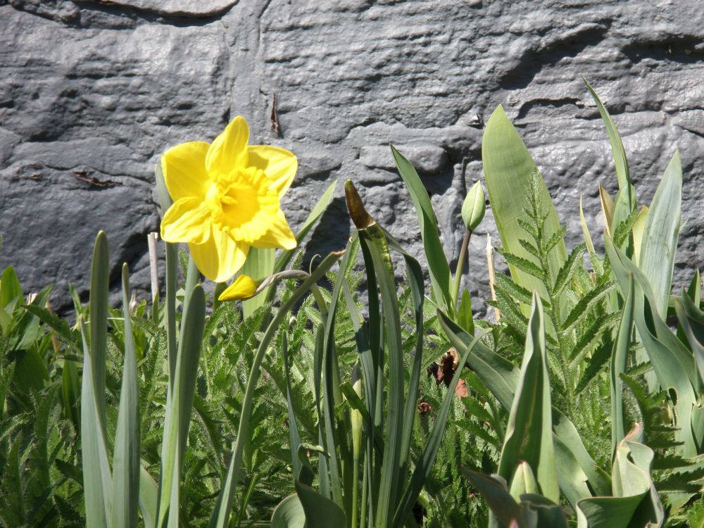 A picture of a daffodil, spreading the word that another Spring, another season of growth, is on the way.