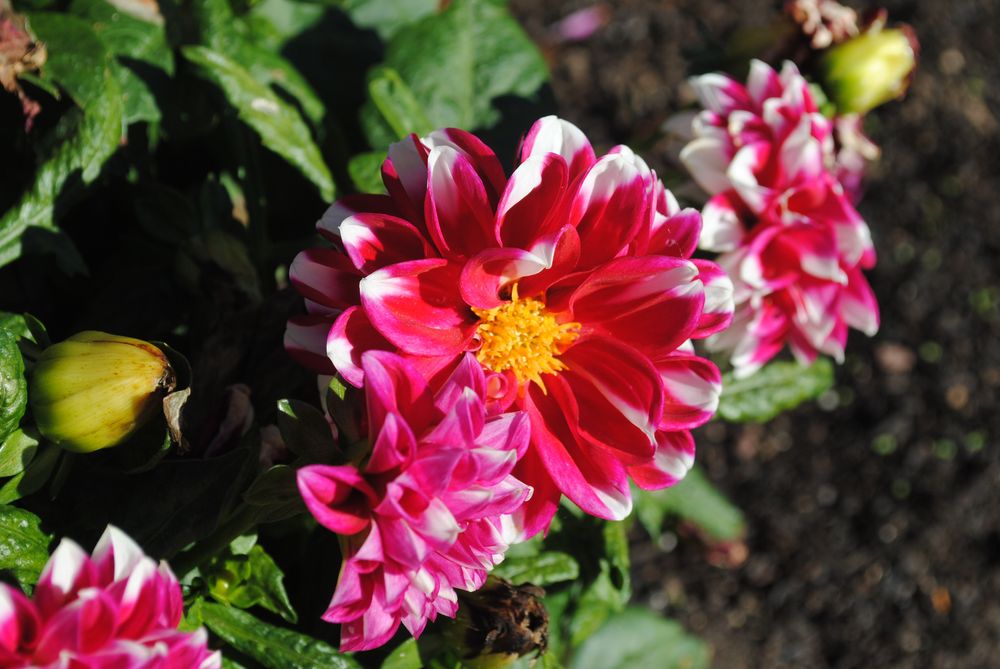 A bunch of red flowers against a vibrant green background, an antidote to having 80,000 inches of snow on the ground around here.