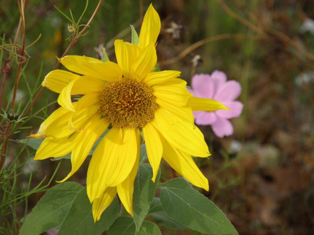 A picture of a sunflower that appears to have a pink stalker behind it.  Either that, or the sunflower is being tailed by the floral division of the FBI.  It's one of those two.