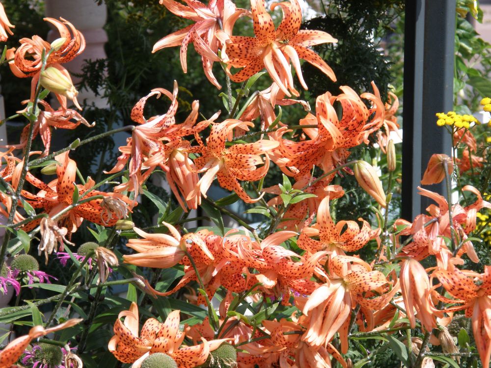 A group of tiger lilys, looking like they're ready to party.