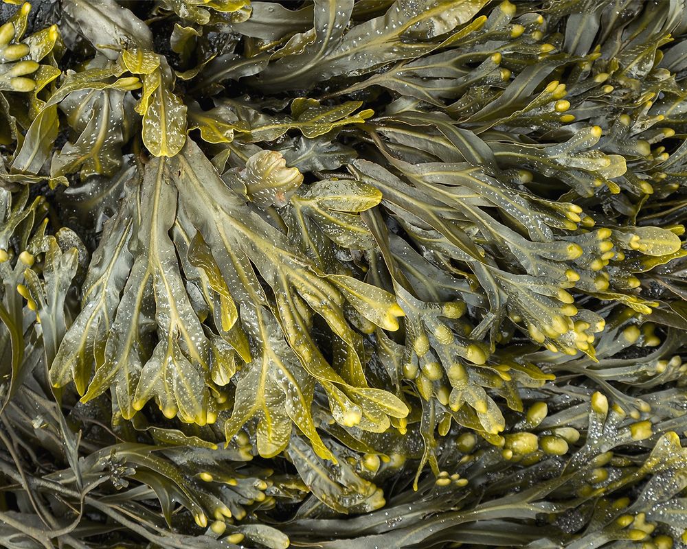 Close up shot of a freshly revealed patch of green and yellow seaweed. The long fronds, some tipped with bifurcating yellow pods, spread out from a central point at the top corner. 