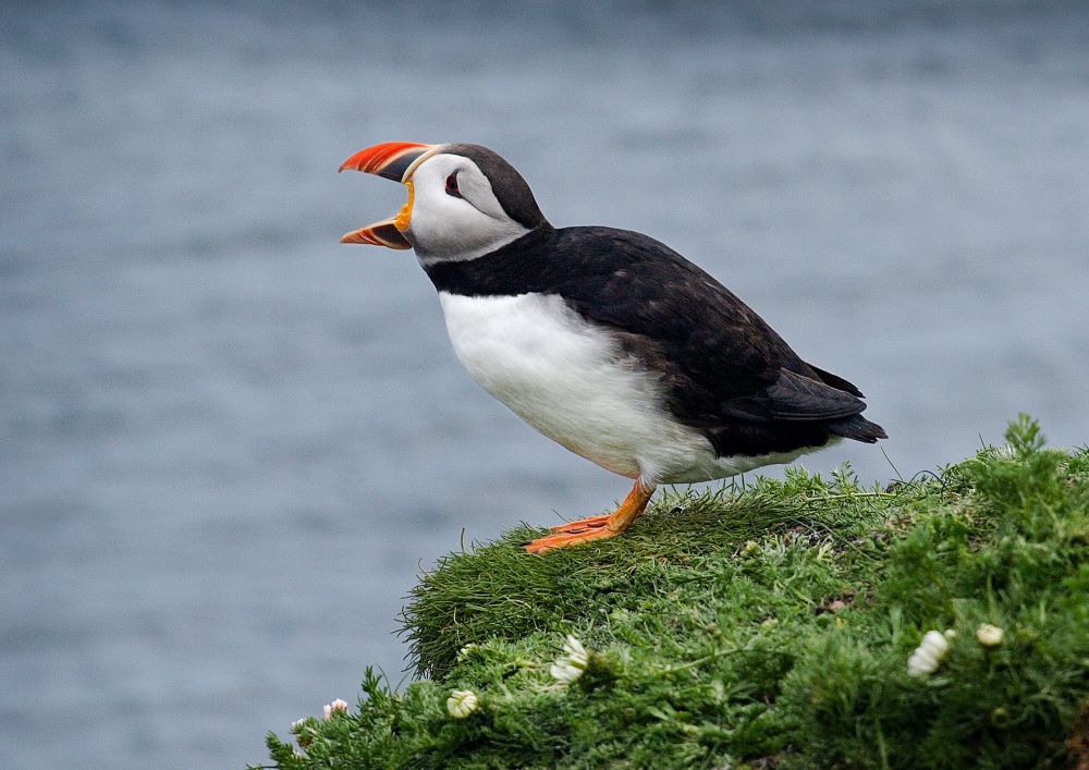 A puffin perched on the edge of a grass cliff with beak open calling. Grey/blue sea as a background.