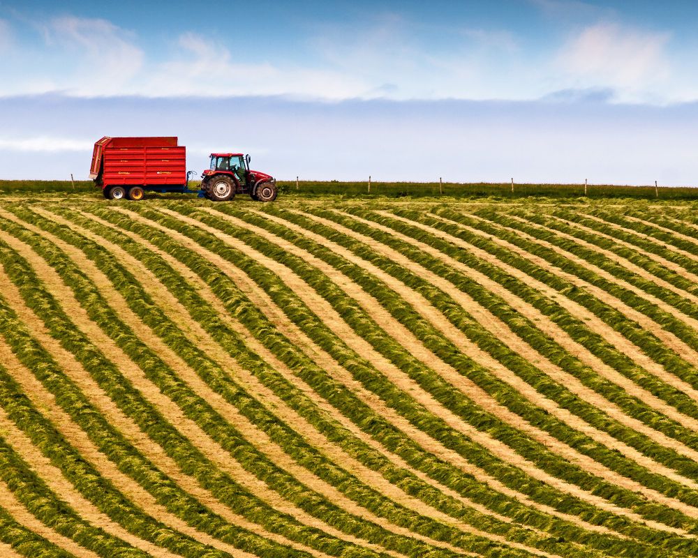 Lines of cut grass for hay-making sweep down a hillside diagonally. A red tractor and trailer roll across the skyline at the top of the field with blue sky and hazy clouds in the background.