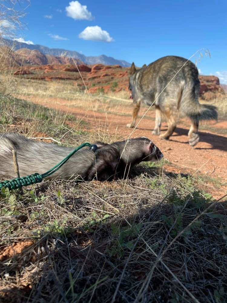 A side view of a pet ferret, in a harness, laying in the grass next to a dirt hiking trail. A dark Sable colored German Shepherd is walking past the ferret. There is a blue sky with red rock mountains in the distant background