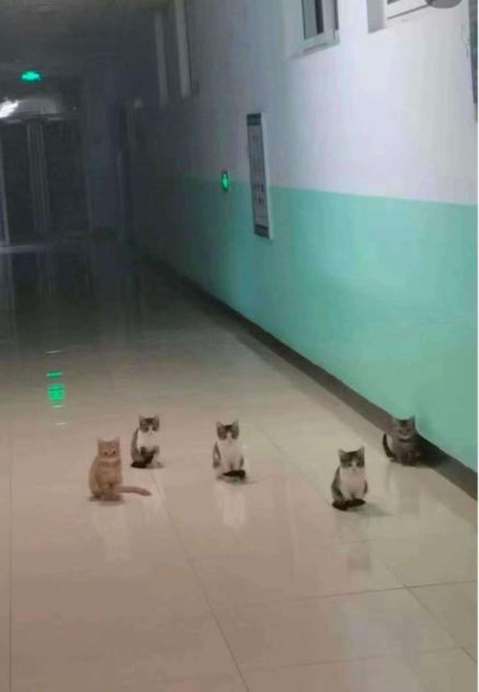 Five kittens pose in a possibly institutional hallway. It's either cute or kinda creepy. They seem very intent. Source: interwebs.