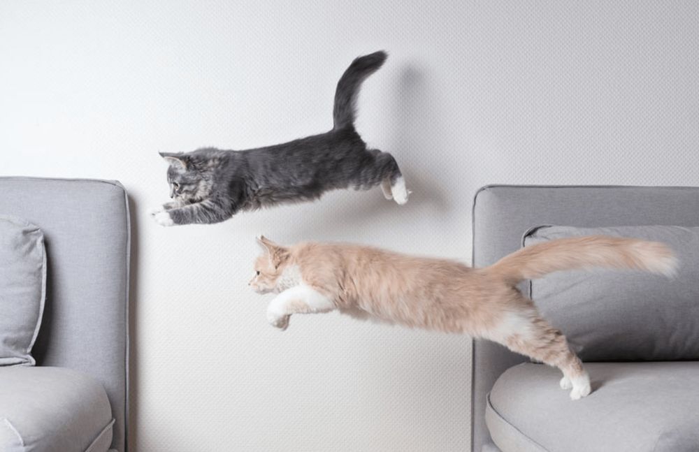 Two cats, one gray and white, the other orange and white, leap between two gray couches.