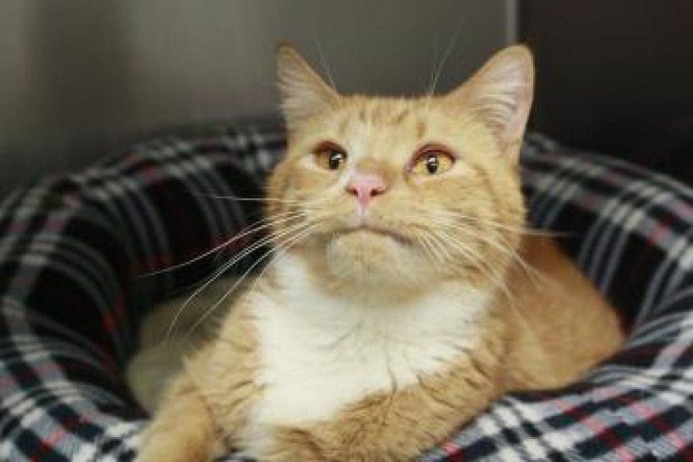 An orange and white cat sitting in a plaid pet bed, looking skeptical. Source: the webs.