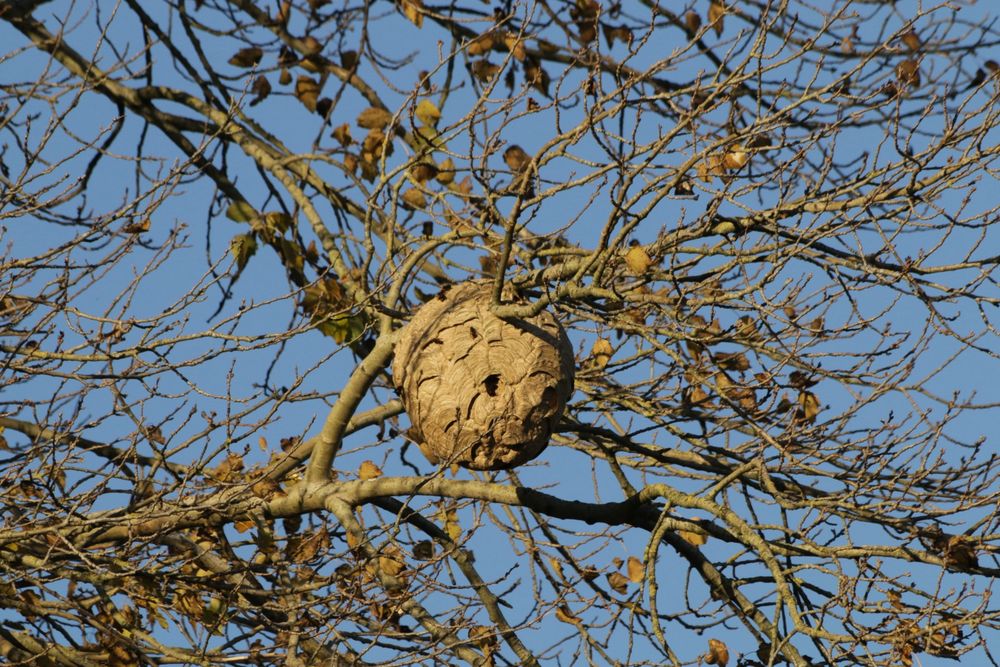 Een wespennest hoog in de boom. Het ziet eruit als een bal, heeft ook dat formaat. Het lijkt van papier van veraf en is lichtbruin van kleur.