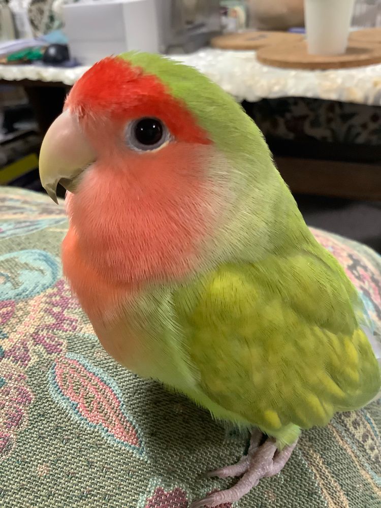 額が赤色、顎が桃色、体が黄緑色のコザクラインコ