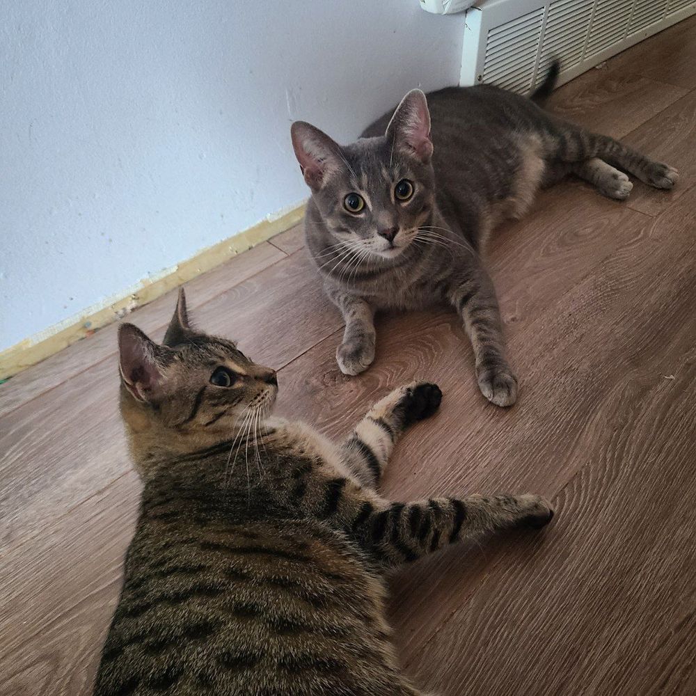 February 21st, 2025: Two cats: Cecil, the shorthair grey tabby; and Tippy, the shorthair brown tabby, are lying on the floor next to each other. They're both fully grown now. Tippy is looking with green eyes to the right of frame, while Cecil is staring with yellow eyes and wide pupils directly at the viewer.