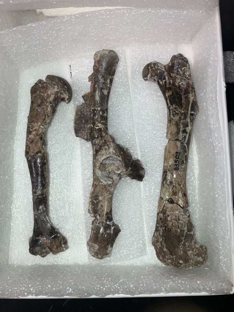 From left to right: fossil humerus, pelvis, and femur.  They are a mottled brown