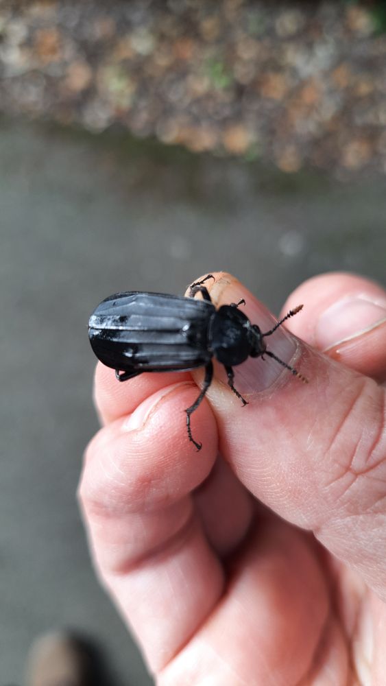 Abeetle of the species Necrodes littoralis being held in a hand. 