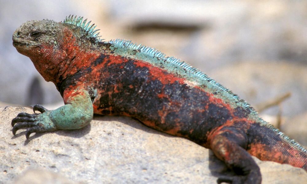 Marine Iguana photo found online.