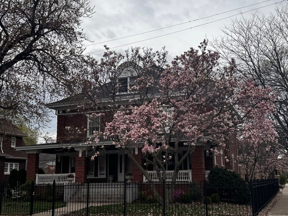 Kimbell mansion on kimball Ave in Logan square with blooming springs trees 