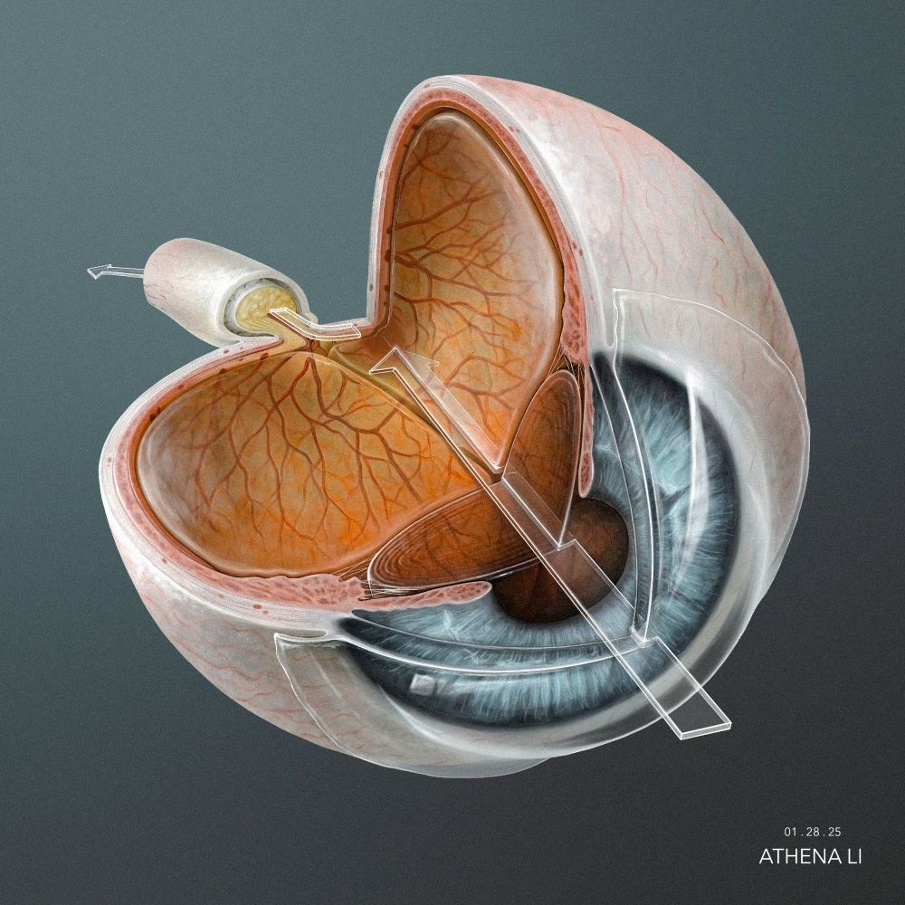 Cross-sectional view of human eye anatomy by Athena Li.