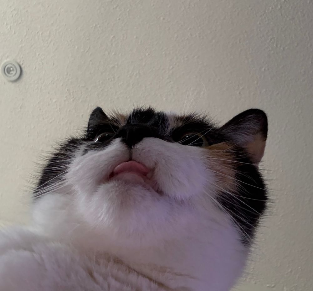 Calico cat sticking tongue out
