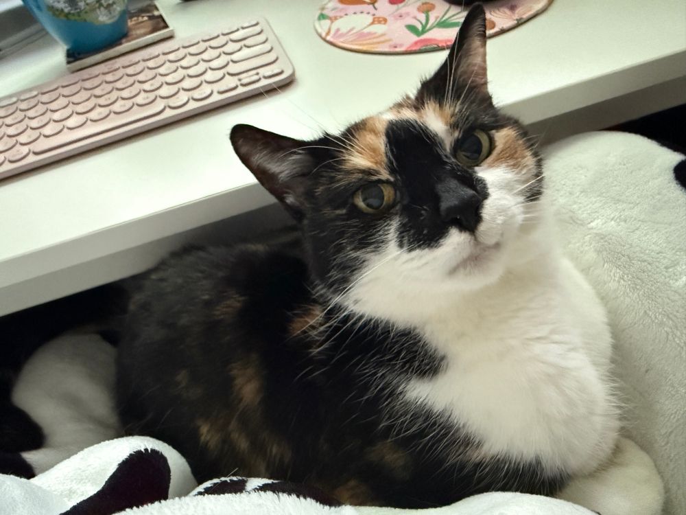 Calico cat looking into camera 