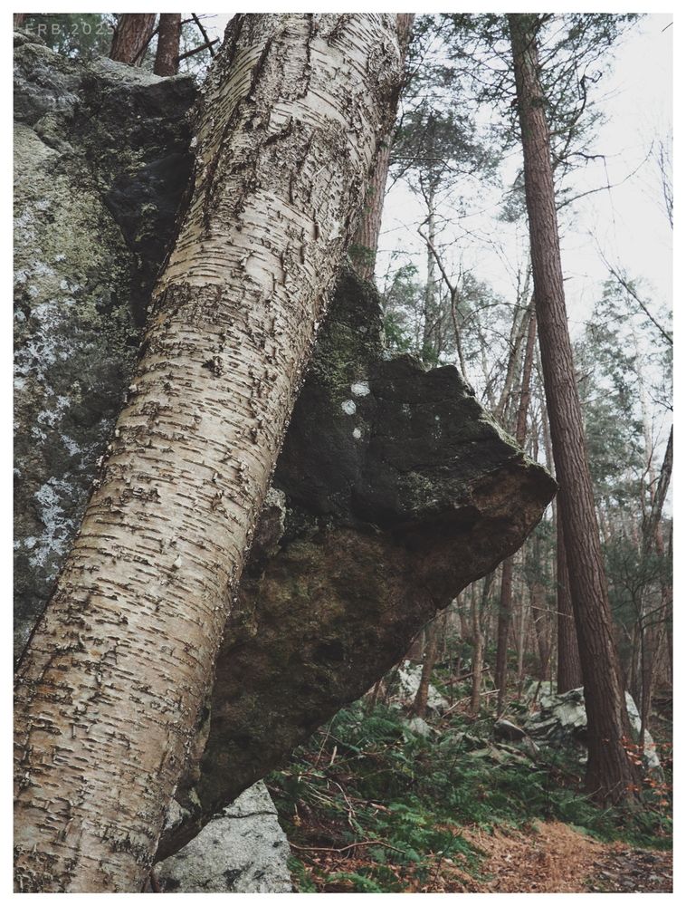 The photograph depicts a quiet forest scene organized through geometric order. A birch tree leans diagonally across a large, angular boulder, together forming a strong triangular composition that anchors the image. The birch’s pale, peeling bark contrasts with the dark, rough surface of the rock, while moss and lichen add subtle texture. Behind them, tall trees rise vertically, creating additional triangular shapes between trunks and branches. The forest floor is scattered with ferns, brown leaves, and damp earth, but the subdued tones and overcast light reduce natural chaos to muted harmony. The image transforms the wild forest into an arrangement of interlocking triangles, imposing calm structure and visual logic on the randomness of nature.