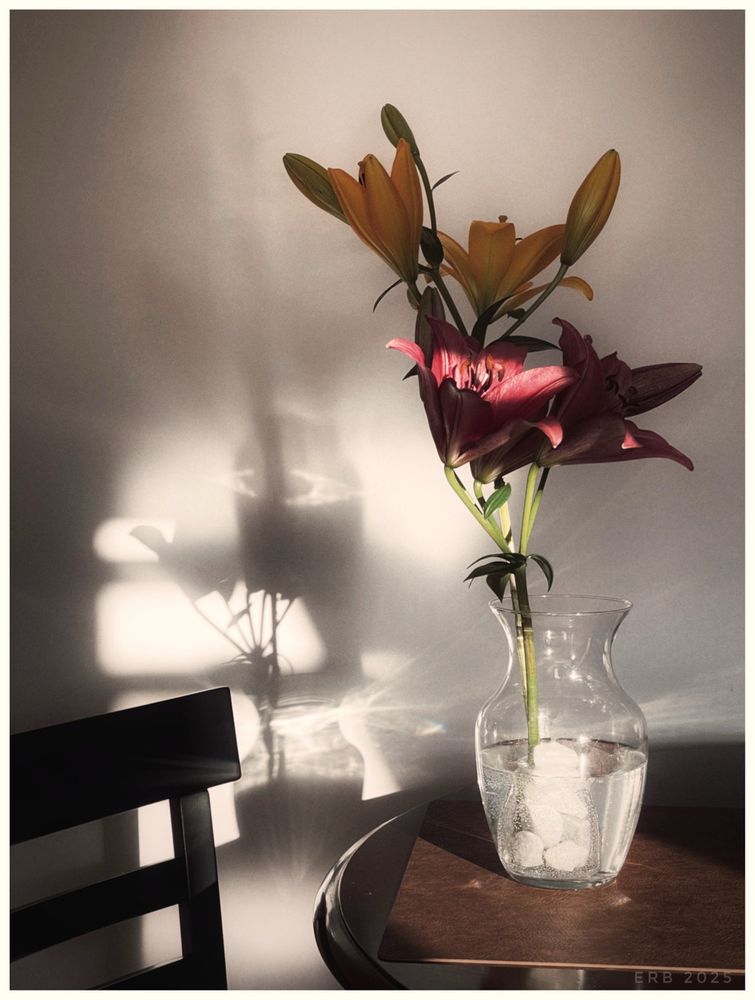 A clear vase with a few inches of water and white stones holds a small bouquet of lilies. The upper blooms are golden yellow and mostly unopened. The lower blooms are deep red and fully open, catching warm side light. The light creates strong rectangular window shapes on the wall and a crisp shadow of the flowers. A wooden table edge and a dark chair anchor the lower left. The scene feels quiet, late afternoon, and softly introspective.