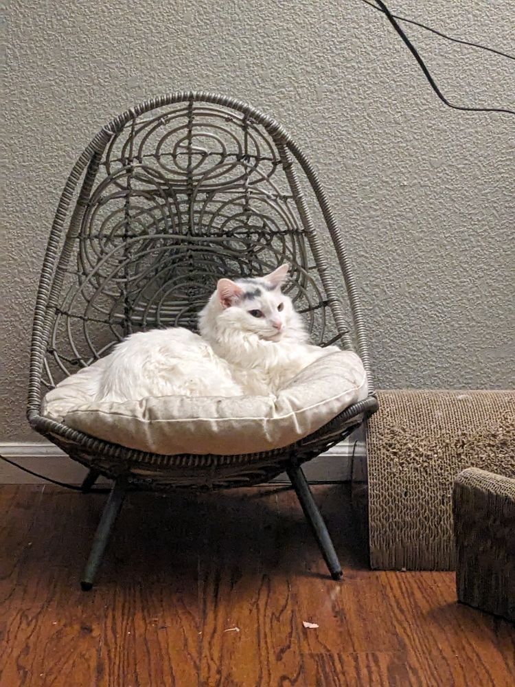 A long haired white cat with gray markings on her head sits on a white cushion that's on a small gray wicker chair.