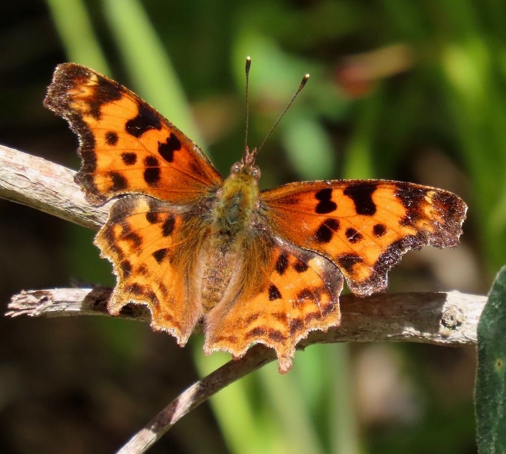 Close-up of orange and black butterfly sunning on a dry branch.