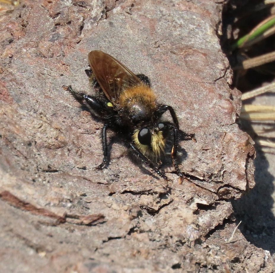 Same fuzzy robber fly sits in the sun, seen from above.
