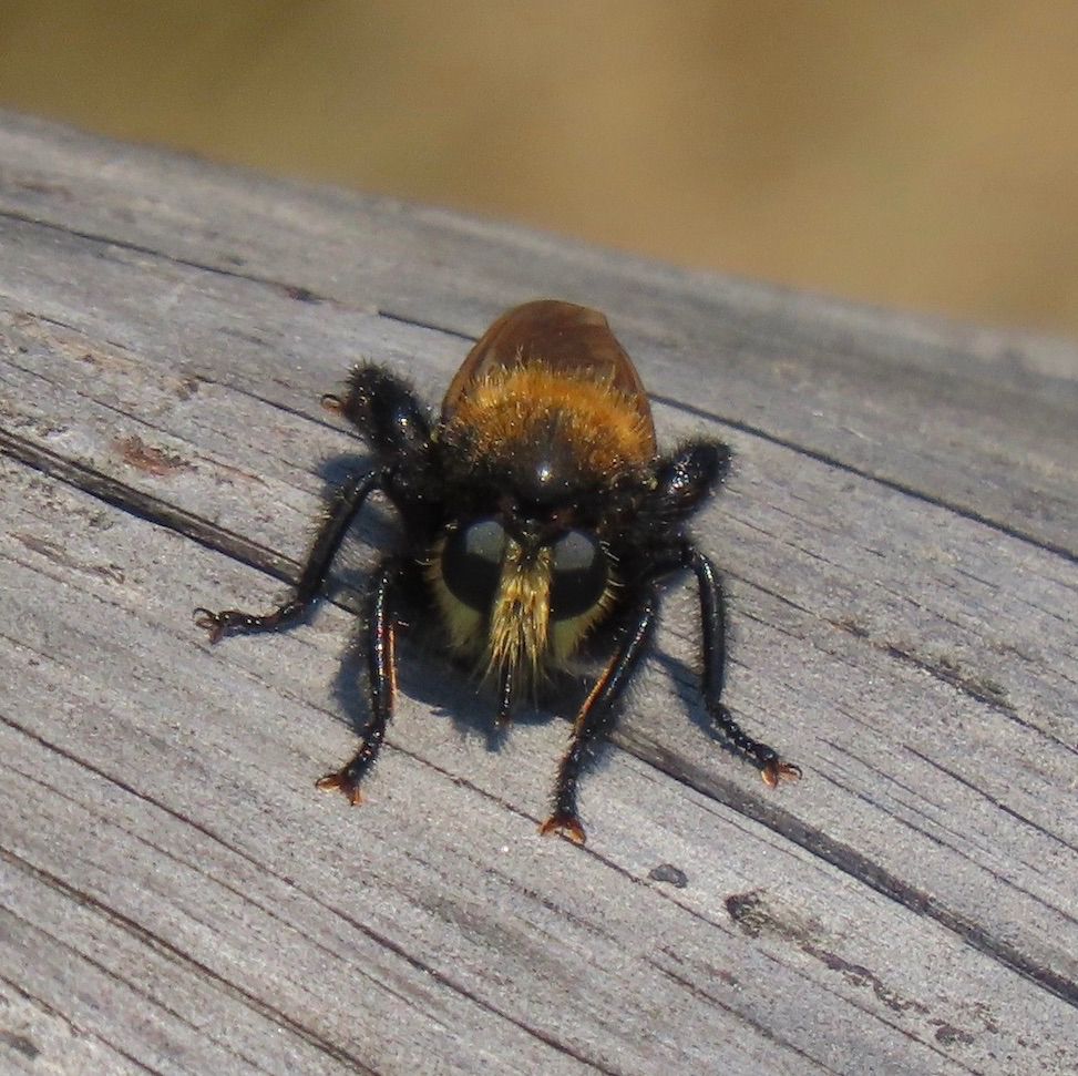 Close-up of yellow, orange and black fuzzy robber fly looking directly at camera with large reflecting black eyes.
