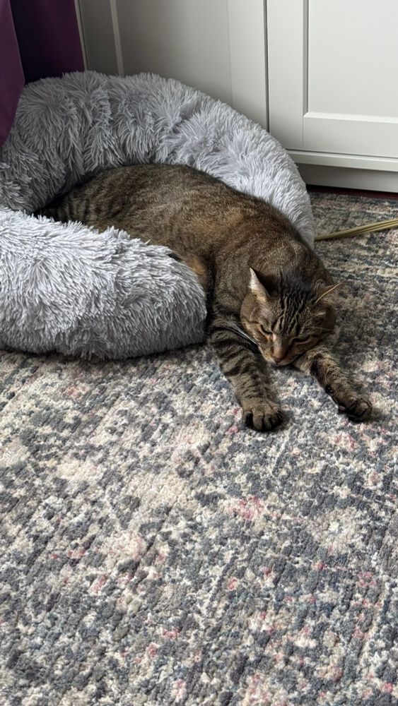 Milo sliding out of a bed with his paws stretched out 