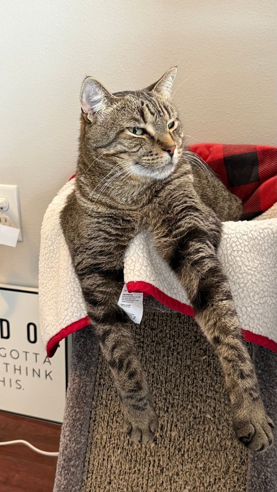 Milo dangling his legs over the edge of a bed 