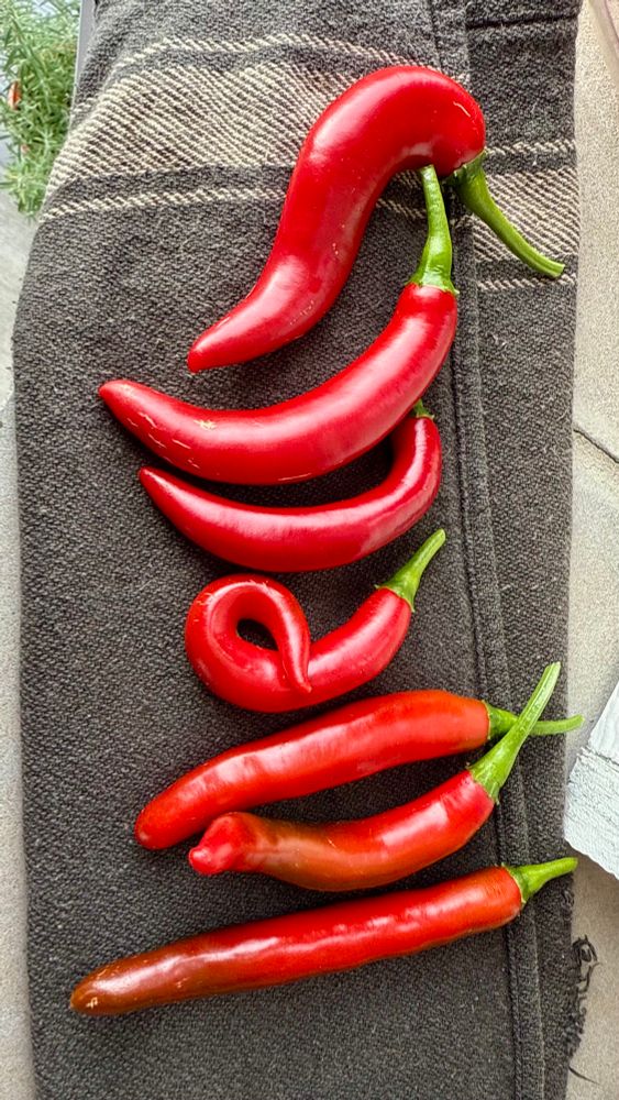 A set of 7 non uniform bright red Serrano peppers. One is curly and small 