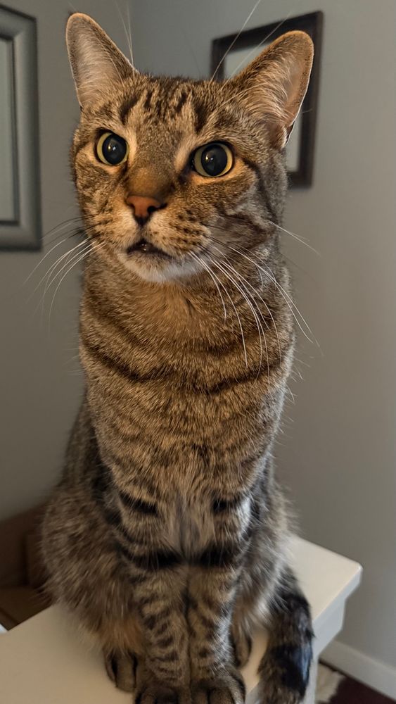 Brown tabby cat sitting up 