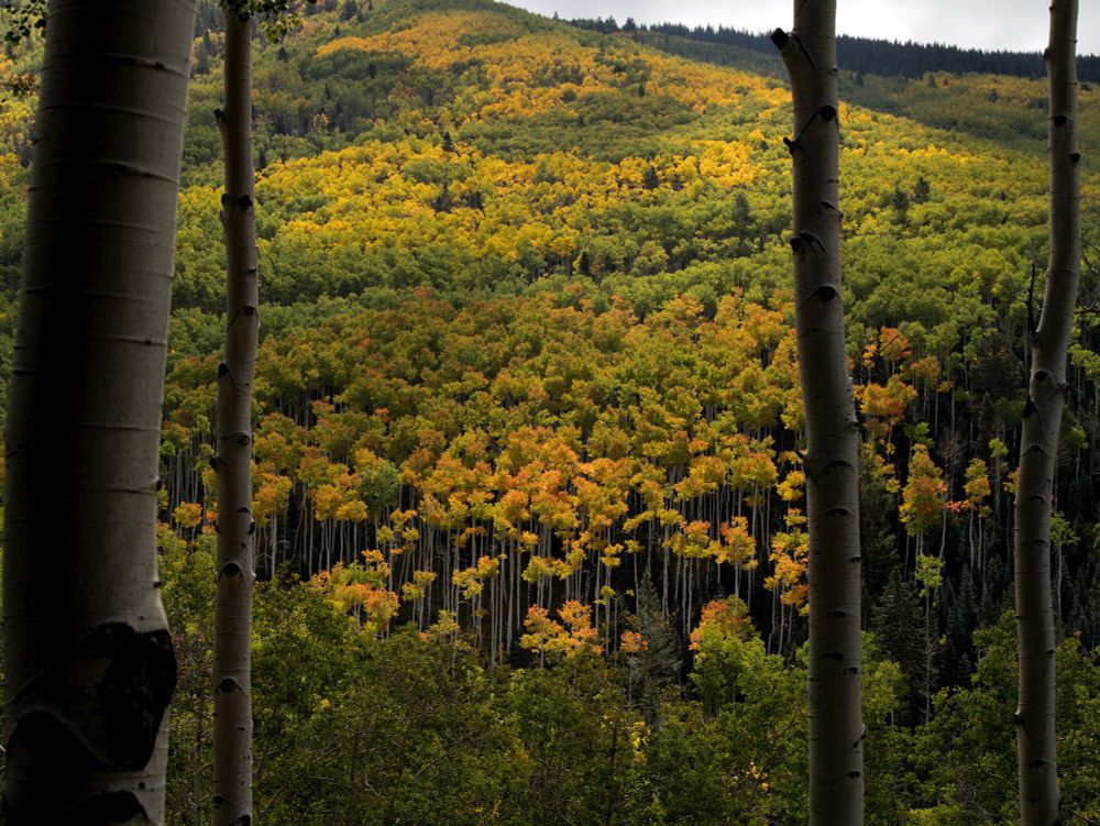 Aspens show a progression of fall colors, below Tesuque Peak, September, 2024.