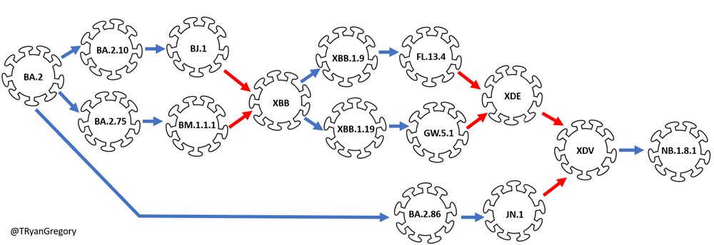 Diagram showing the ancestry of Nimbus (NB.1.8.1). The evolution of NB.1.8.1 has including three recombination events, including XBB (Kraken) and BA.2.86 (Pirola) lineages.
